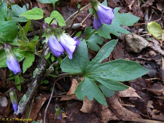 {Viola palmata}